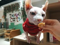 -藏猫猫咖啡主题馆(中央大道店)