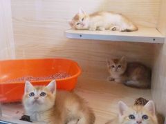 -十年猫舍·猫咪专门店(普陀店)