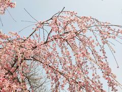 -西安青龙寺遗址景区