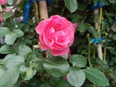 -深圳仙湖植物园