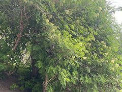 -群力丁香公园