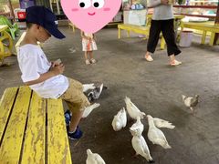 -松山湖梦幻百花洲