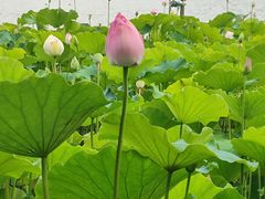 -莲花池公园