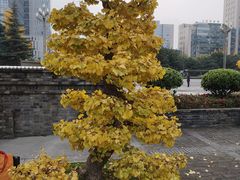 -四川大学(华西校区)