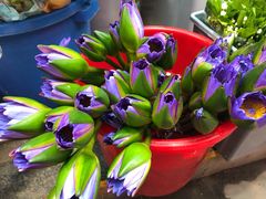 -循礼门鲜花花市(武汉循礼门店)