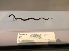 -东京国立博物馆