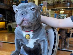 -more than meow吴止猫主题餐厅(承德 中船汇店)