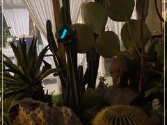 -Jo's Garden