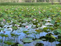 -野鸭湖国家湿地公园