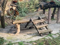-都江堰中华大熊猫苑