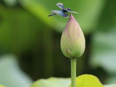 -荷塘月色湿地公园·向阳花洲