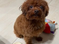 -米彩料理(西丽店)