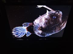 -同济大学四平路校区深海探索馆