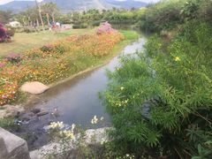 -亚龙湾国际玫瑰谷