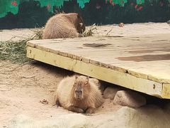 -西霞口神雕山野生动物世界