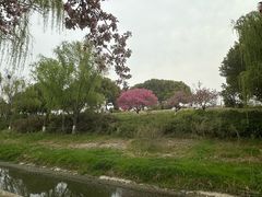 -羊山湖公园