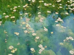 -贡湖湾湿地公园