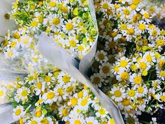 -循礼门鲜花花市(武汉循礼门店)