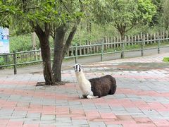 -贵州森林野生动物园
