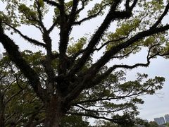 -江心屿景区