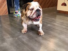 -美联众合宠物医院·爱萌分院·内外科·猫科中心