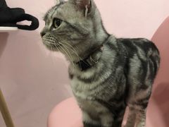 -三花喵·撸猫购宠·宠物生活馆(虹桥南丰城店)