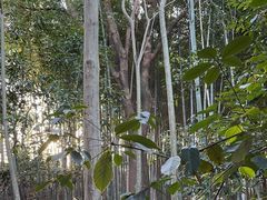 -上海佘山国家森林公园天马山园