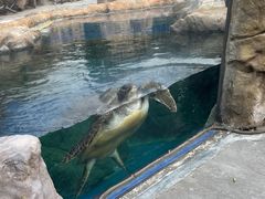 -长隆横琴湾酒店(珠海旗舰店)