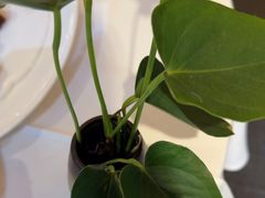 -眉州东坡(通州店)