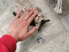 -喵屿·大理花园猫咖