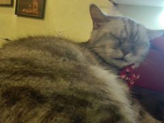 -猫色咖啡·猫咖