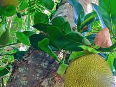 -中国科学院西双版纳热带植物园