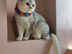 -猫儿山۰猫主题餐厅