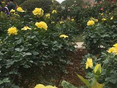 -人民公园(罗湖区)