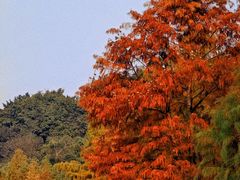 -重庆彩云湖湿地公园