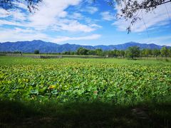 -野鸭湖国家湿地公园