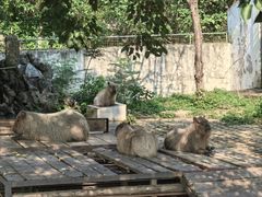 -合肥野生动物园