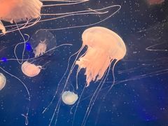-哈尔滨波塞冬海底世界