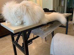 -瑞派福兴宠物医院犬猫全科·骨科·中西医结合(河东店)