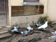 -无锡梅园公园