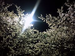 -武汉大学-樱园