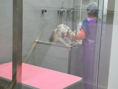 -宠福鑫康馨动物医院·骨科·眼科