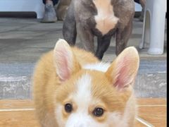 -柯斗斗主题餐厅·狗咖·围炉煮茶·茶饮(国瑞升平里店)