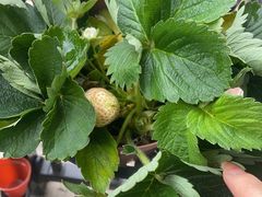 -胖哥八兄弟大排挡(植村店)