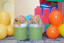 -觅糖派对·宝宝宴生日宴一站式派对策划(河西店)