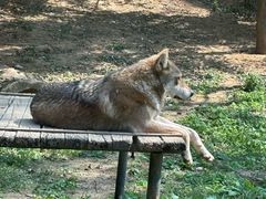 -大连森林动物园