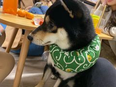 -柴迷FANS CLUB·柴犬狗咖·猫咖