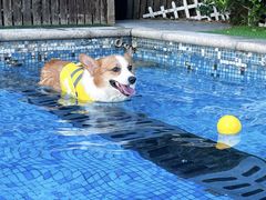 -汪说喵讲宠物乐园宠物酒店(红星美凯龙店)