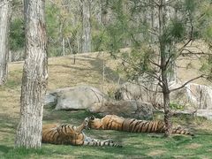 -北京野生动物园