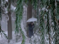 -武陵山森林公园